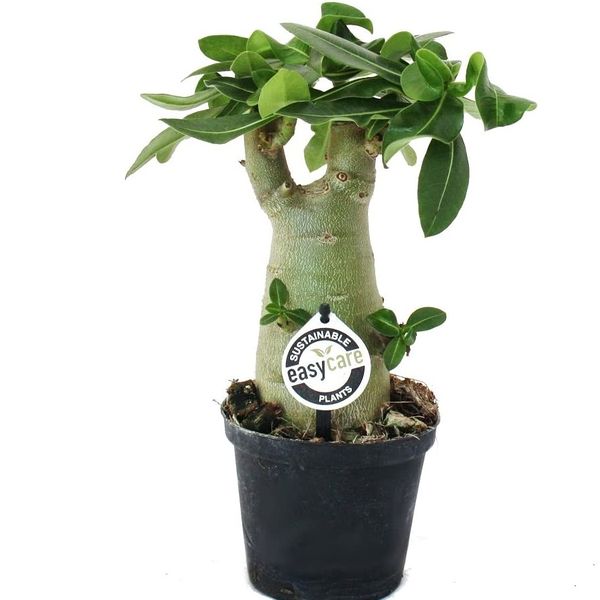 Datei:61cAbW3BU8L. AC SL1200 Cropped.jpg